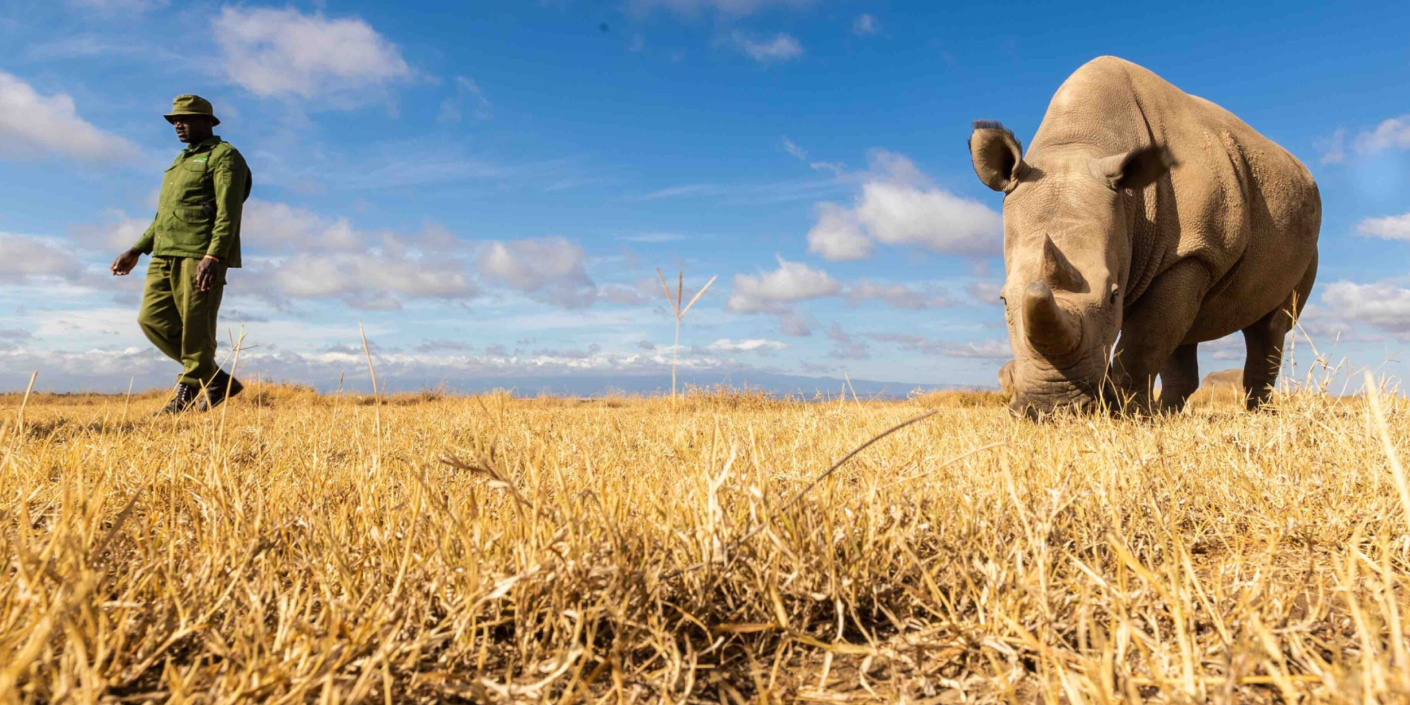 5-Days Safari: Ol Pejeta – Lake Naivasha – Masai Mara