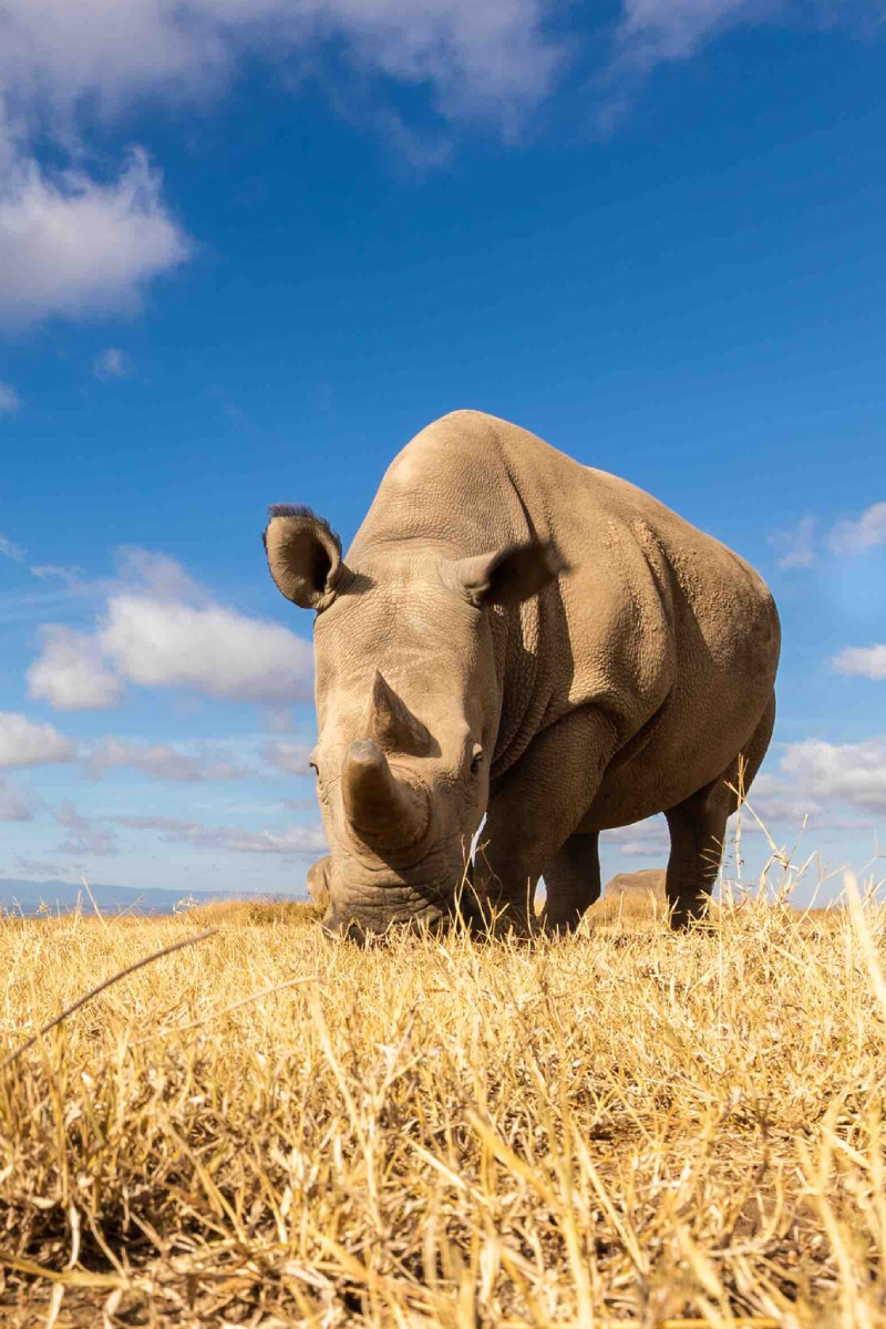 5-Days Safari: Ol Pejeta – Lake Naivasha – Masai Mara