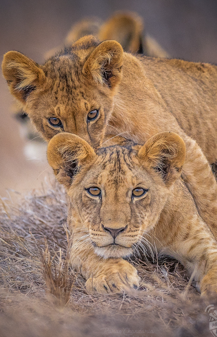 5-Days Safari: Tsavo East – Tsavo West – Amboseli Wildlife