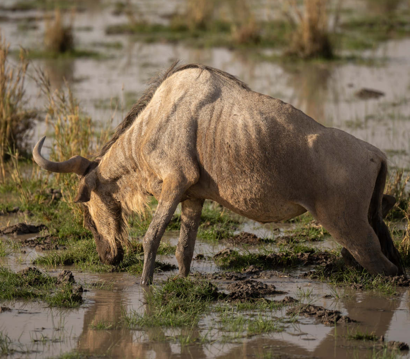 5-Days Safari: Tsavo East – Tsavo West – Amboseli Attractions