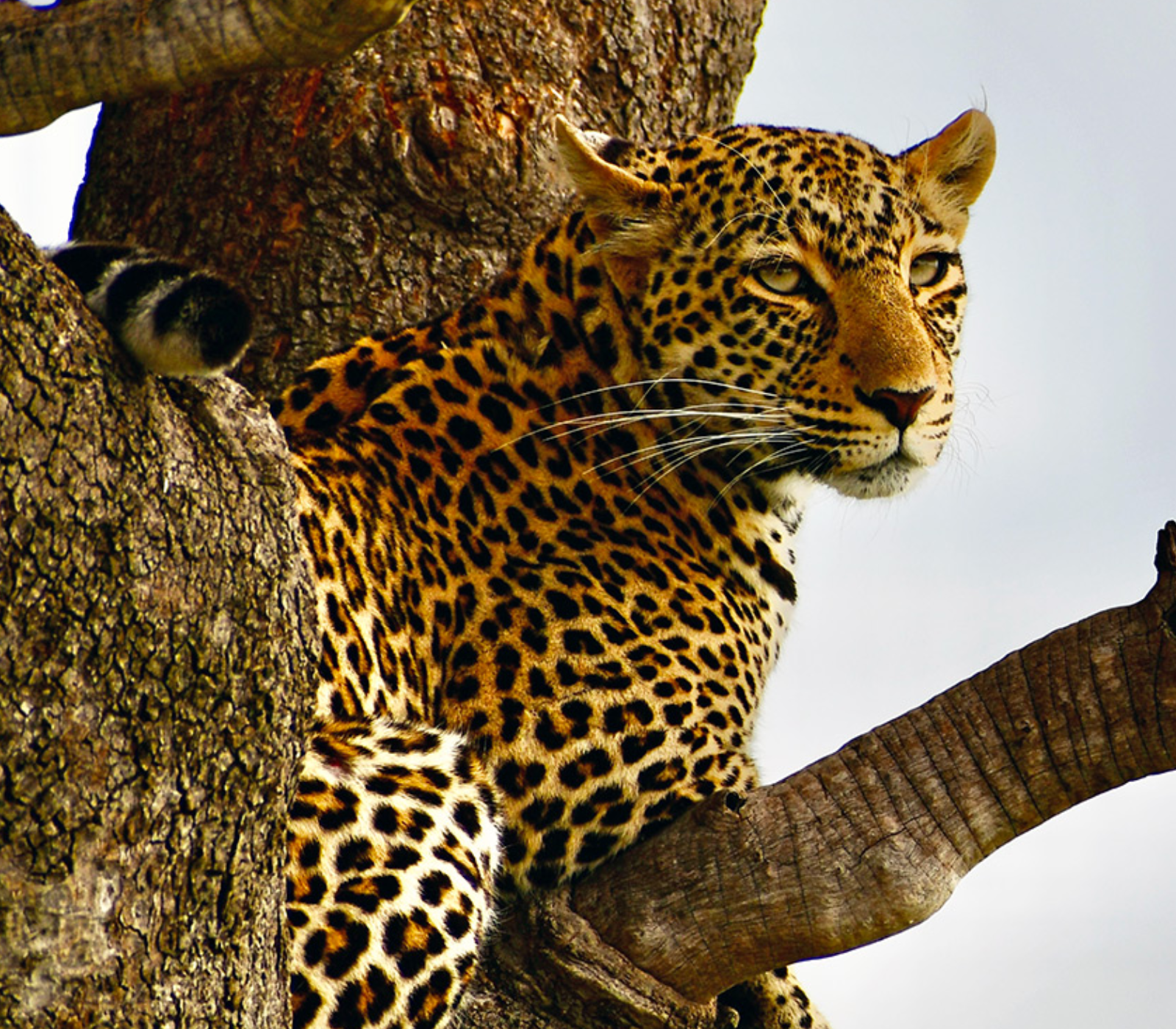 5-Days Safari: Tsavo East – Tsavo West – Amboseli Attractions