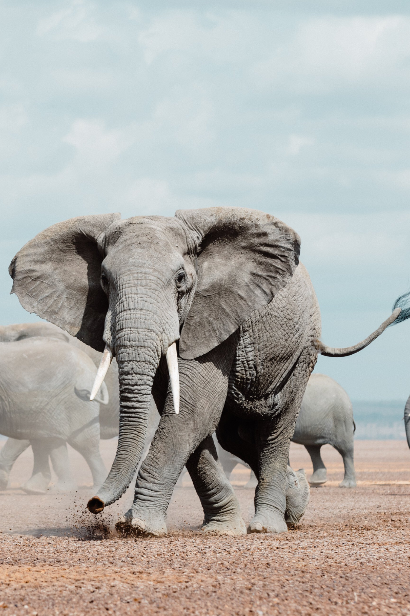 5-Days Safari: Tsavo East – Tsavo West – Amboseli