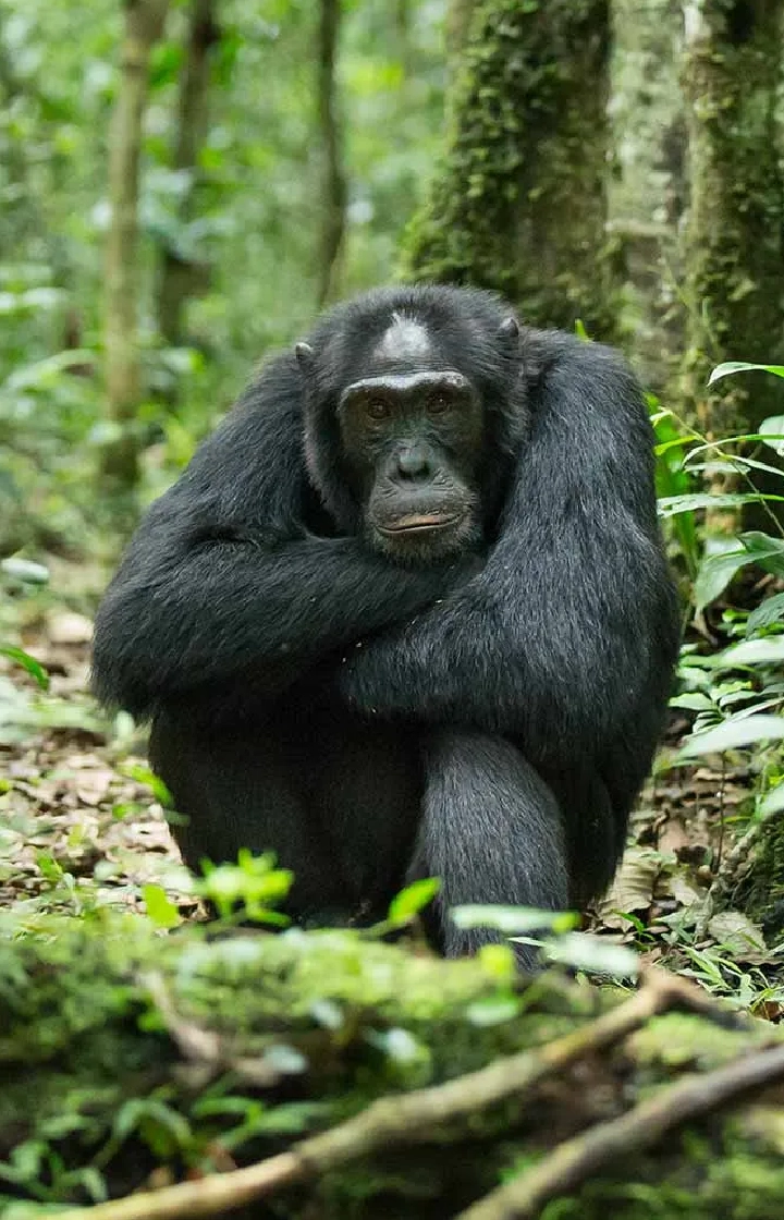 5 Days Uganda Gorilla and Chimpanzee Trekking
