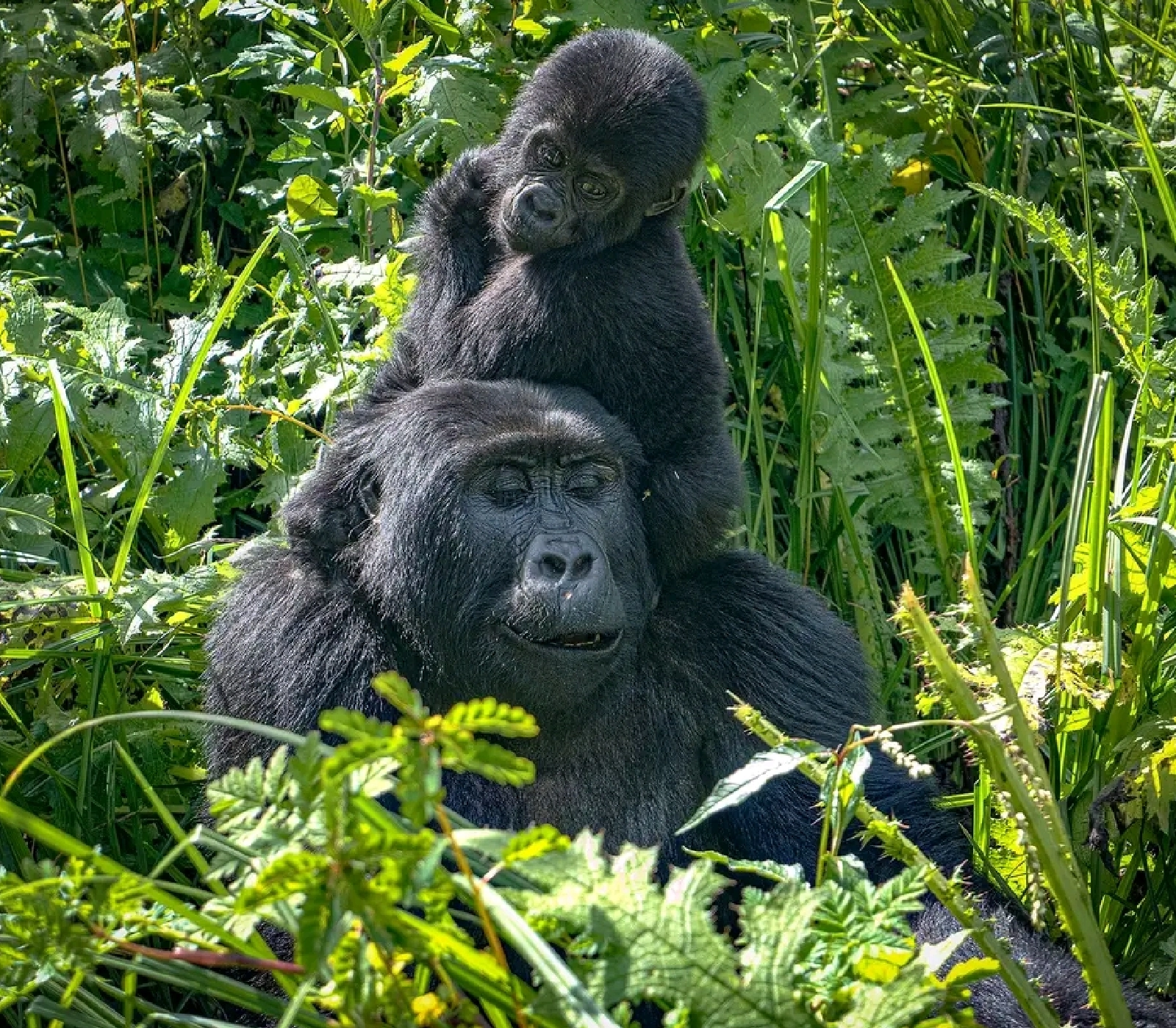 7 Days Uganda Gorilla Trekking Attractions