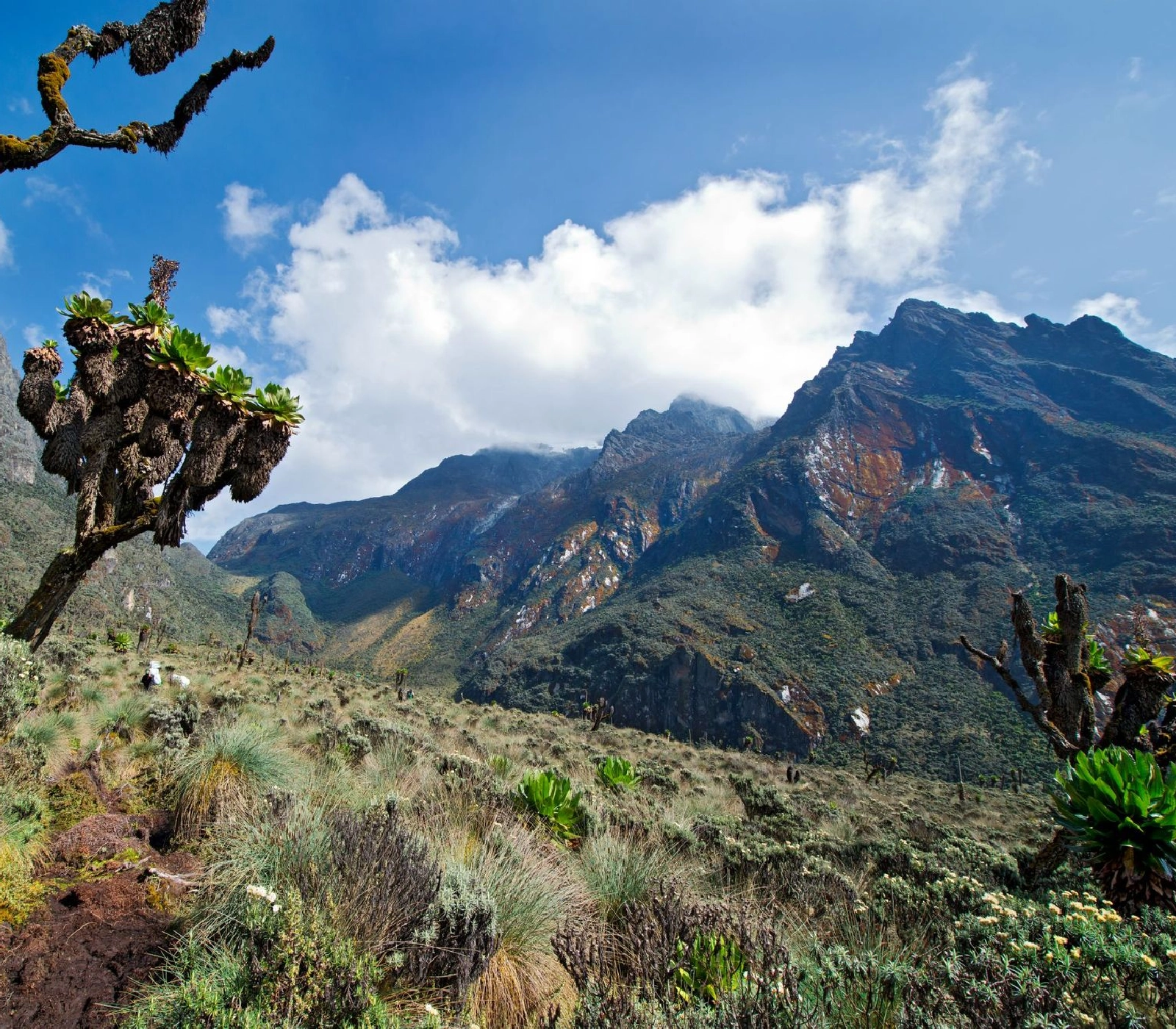 5 Days Uganda Gorilla and Chimpanzee Trekking Attractions