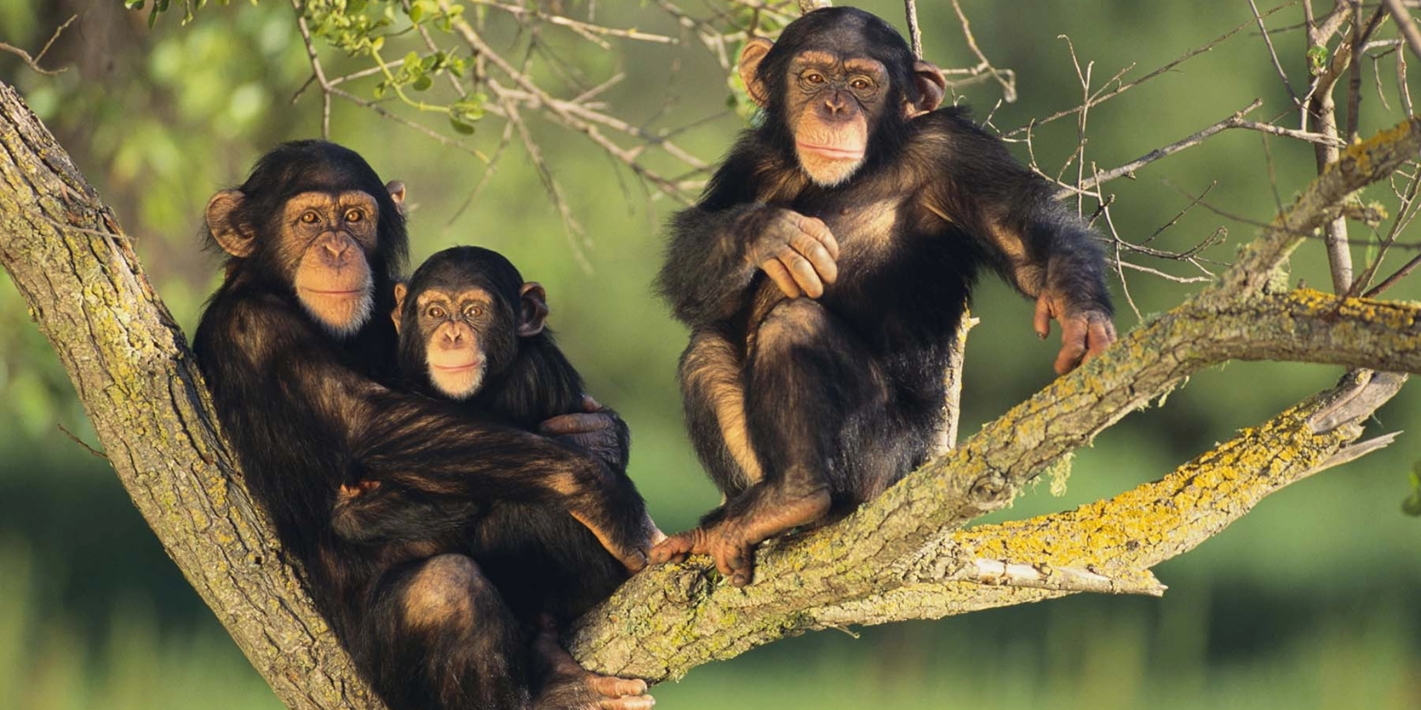 5 Days Uganda Gorilla and Chimpanzee Trekking