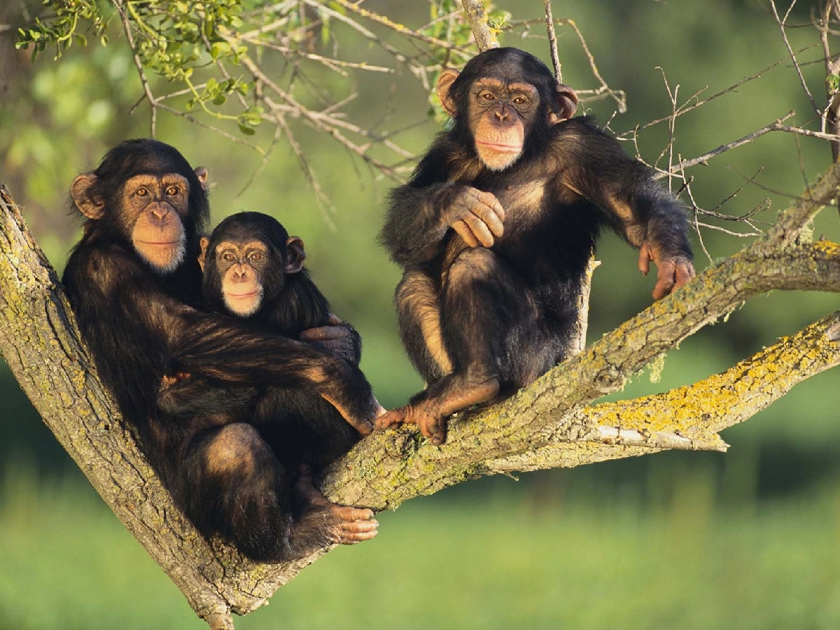 5 Days Uganda Gorilla and Chimpanzee Trekking