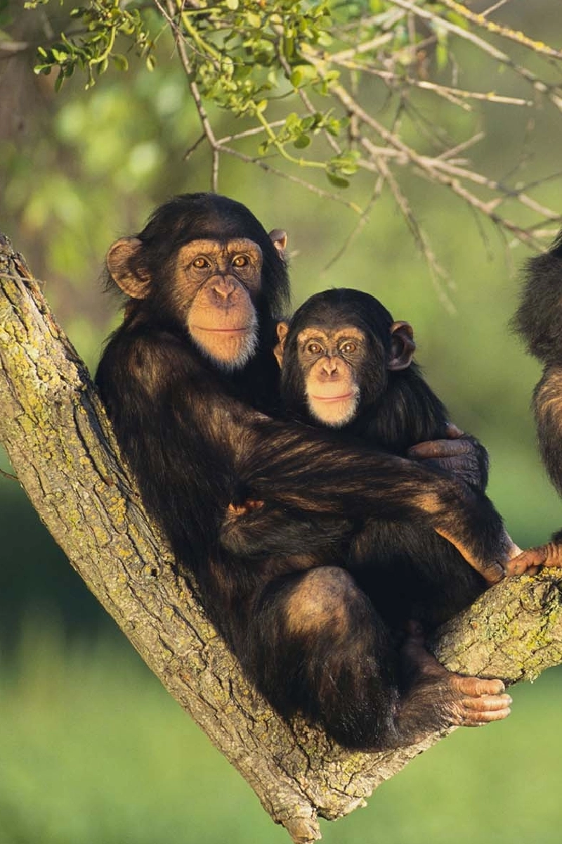 5 Days Uganda Gorilla and Chimpanzee Trekking