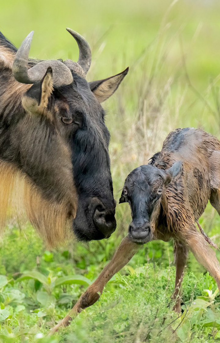 6 Days, 4 National Parks  Wildebeest