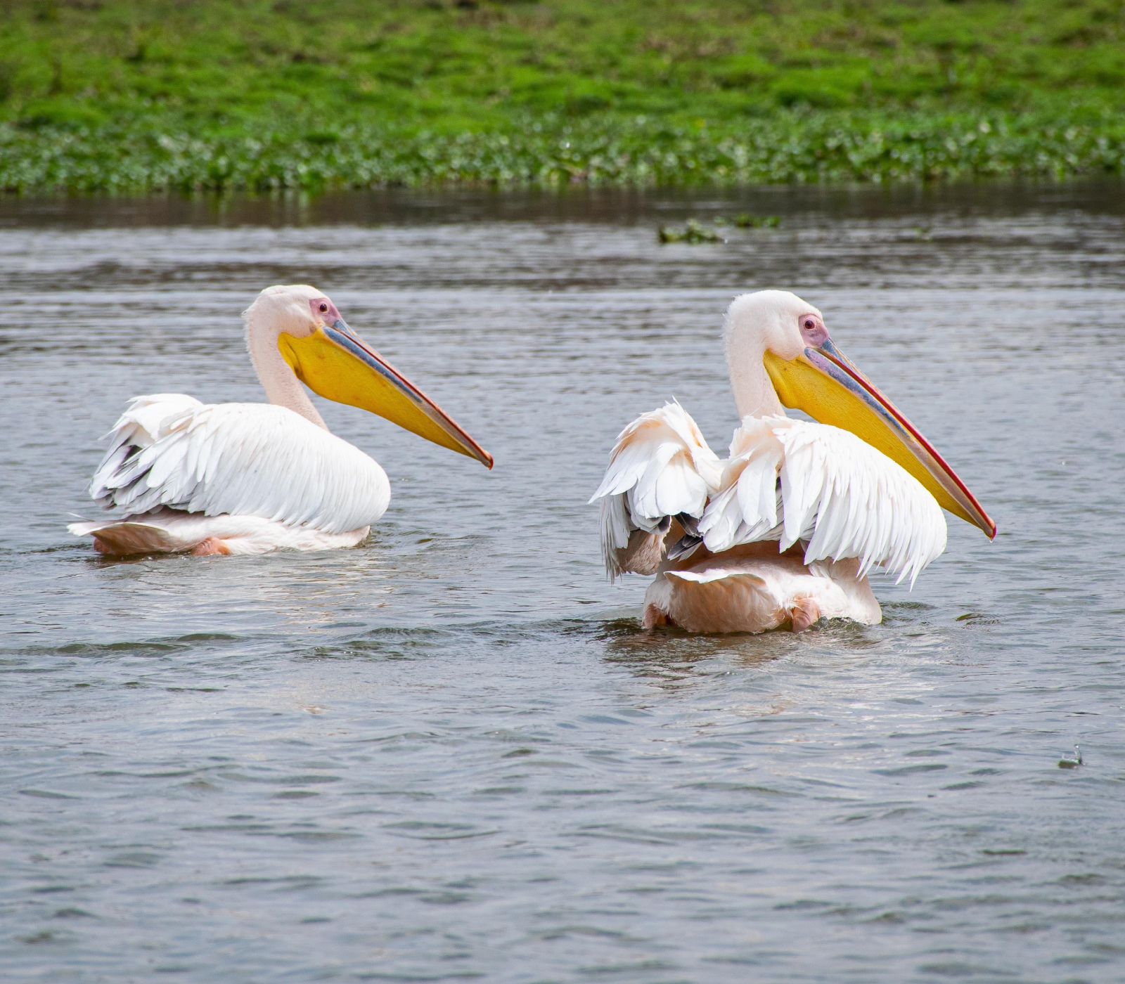 6 Days, 4 National Parks  Attractions