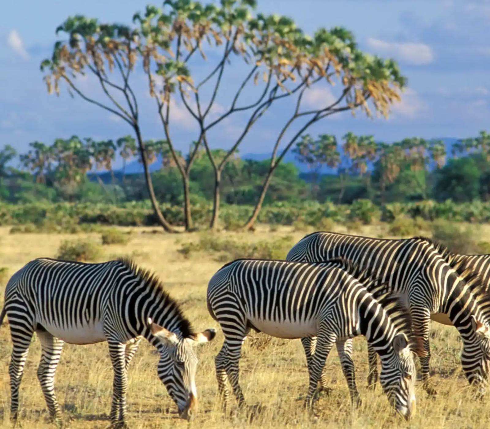 6 Days, 4 National Parks – Nairobi To Kenya Beach Safari  Attractions