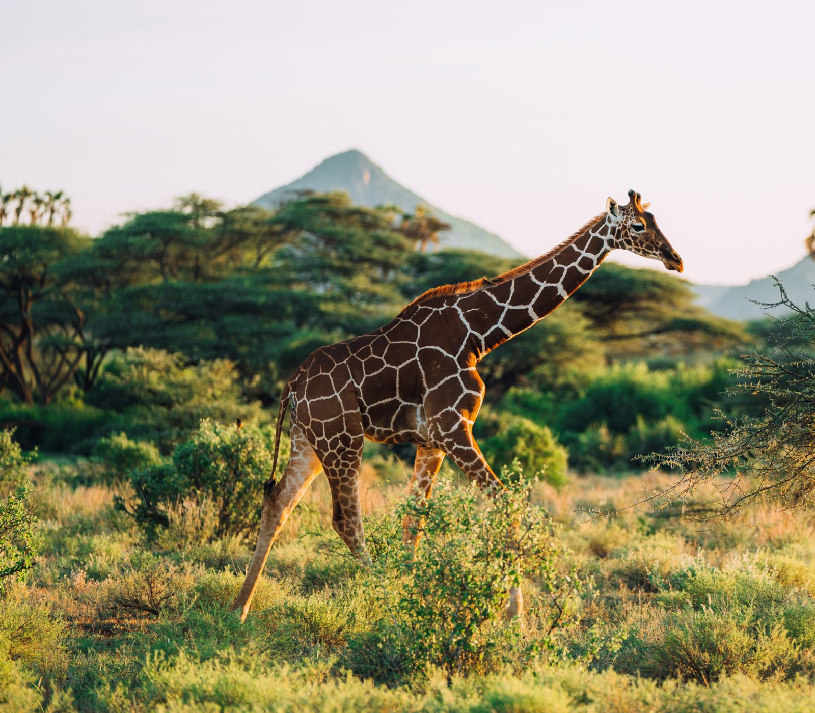 6 Days, 4 National Parks – Nairobi To Kenya Beach Safari  Attractions