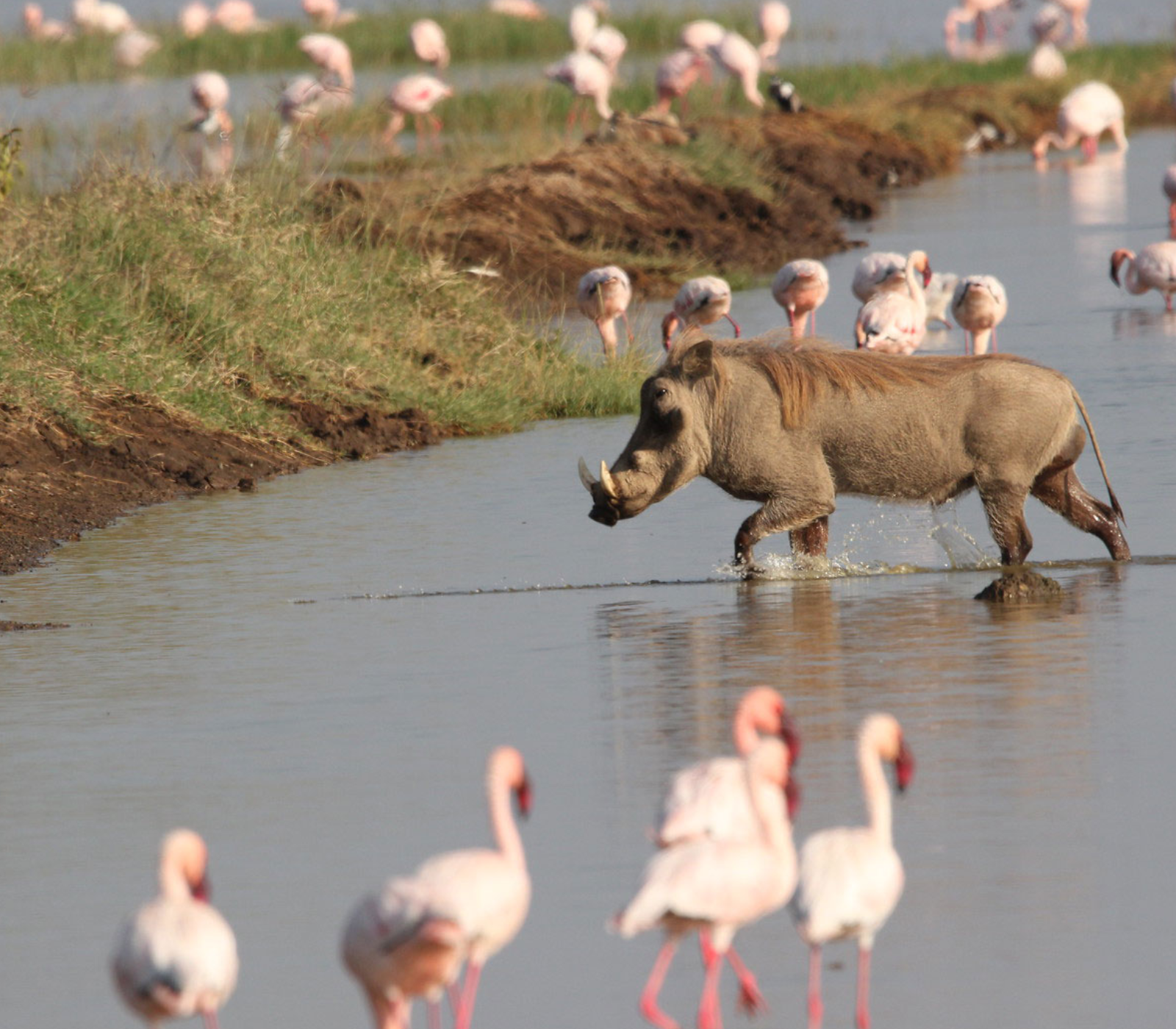 6 Days, 4 National Parks – Nairobi To Kenya Beach Safari  Attractions