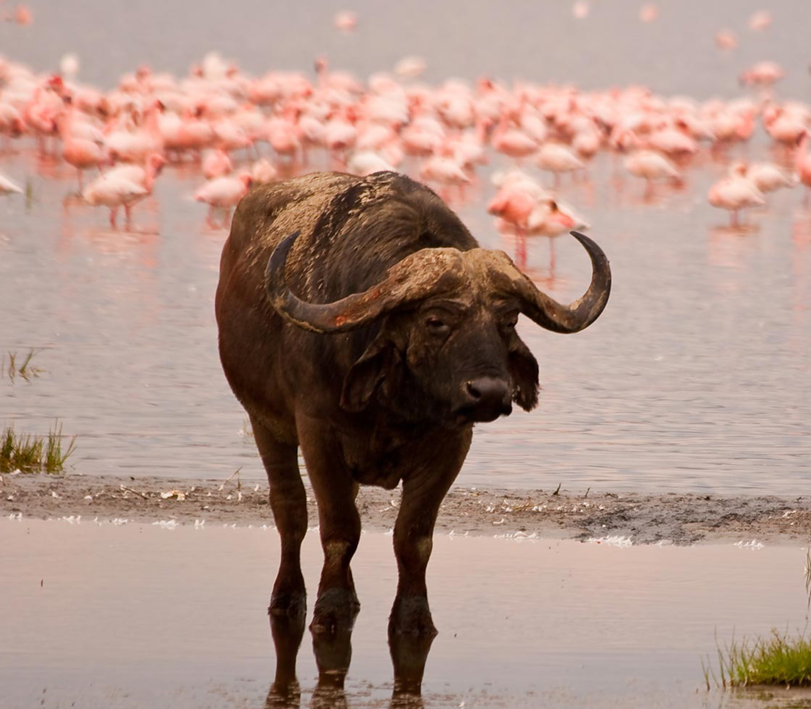 6 Days – Amboseli, Naivasha, Nakuru & Masai Mara Safari  Attractions