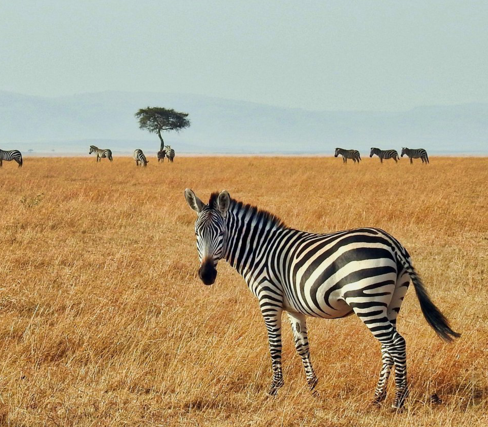 6 Days – Amboseli, Naivasha, Nakuru & Masai Mara Safari  Attractions
