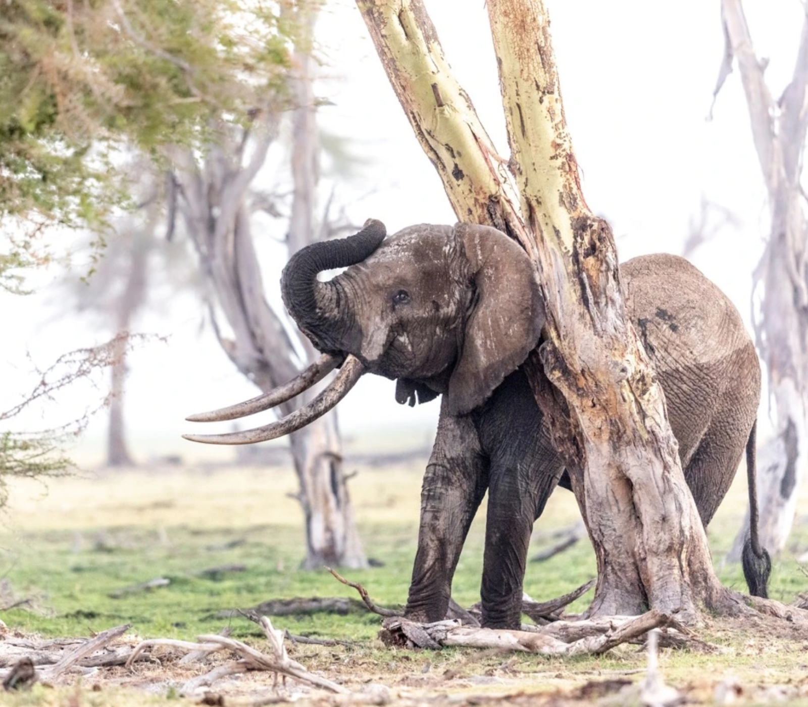 6 Days – Amboseli, Naivasha, Nakuru & Masai Mara Safari  Attractions