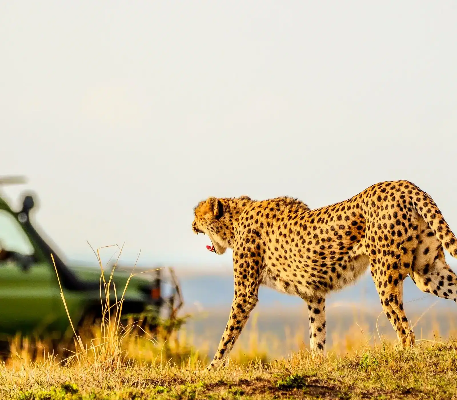 6 Days Kenya Fly-in Safari Attractions