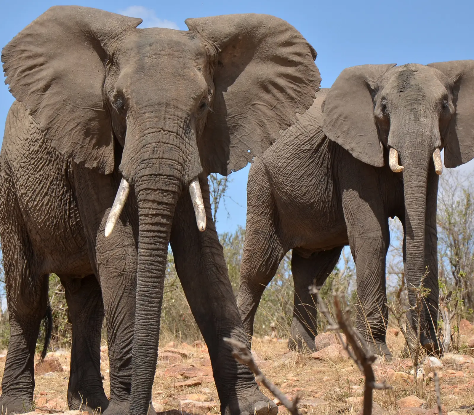 6 Days Kenya Fly-in Safari Attractions