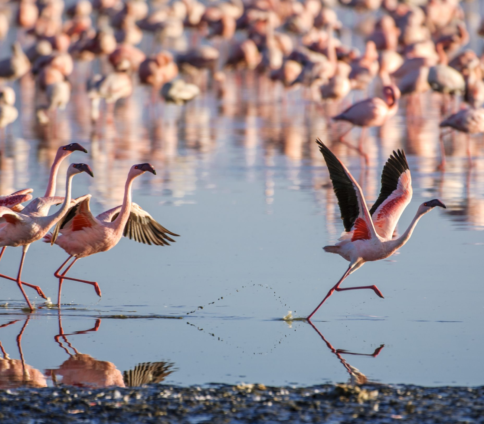 6-Days Maasai Mara, Lake Nakuru and Amboseli Safari Attractions