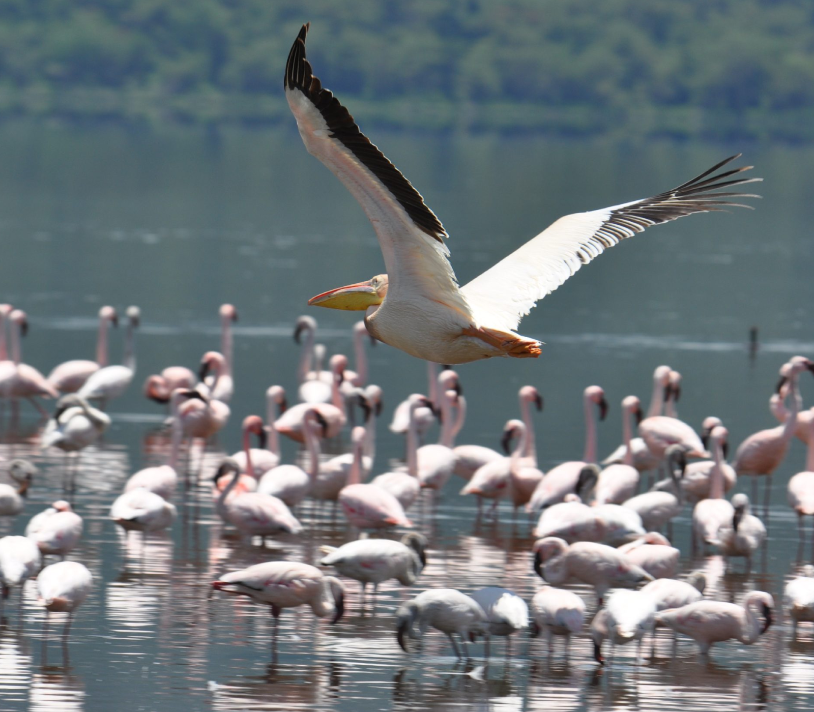 6-Days Maasai Mara, Lake Nakuru and Amboseli Safari Attractions