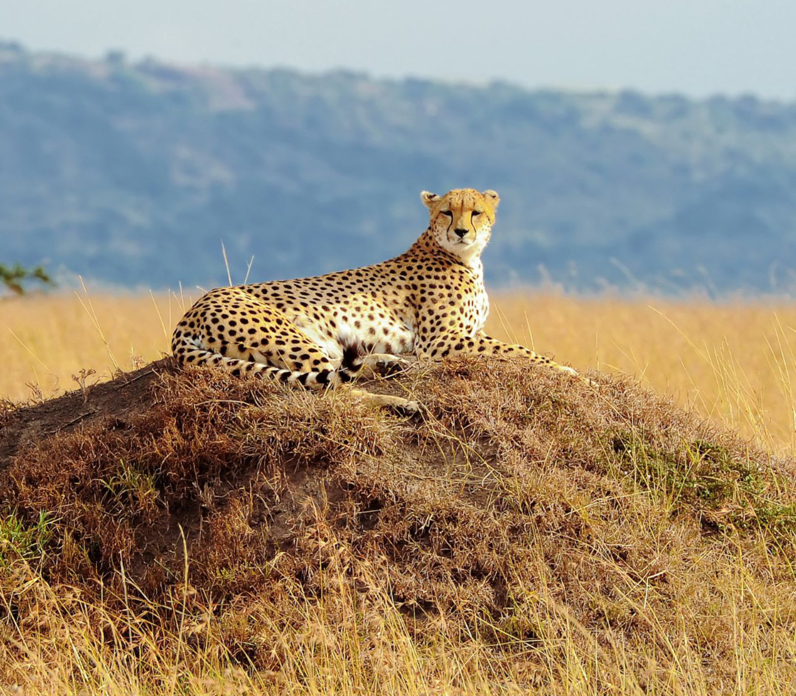 6-Days Maasai Mara, Lake Nakuru and Amboseli Safari Attractions