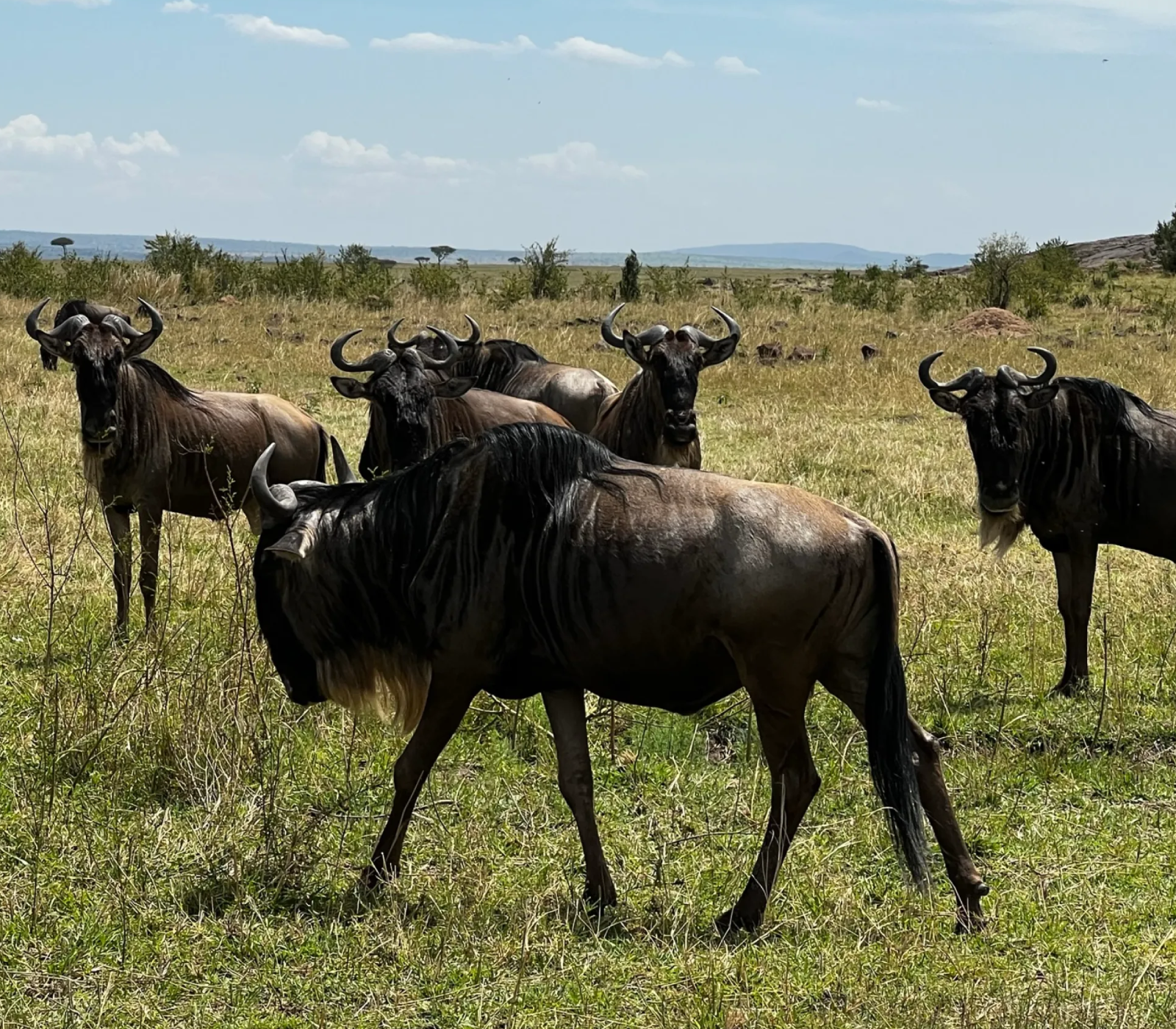 6-Days Maasai Mara, Lake Nakuru and Amboseli Safari Attractions