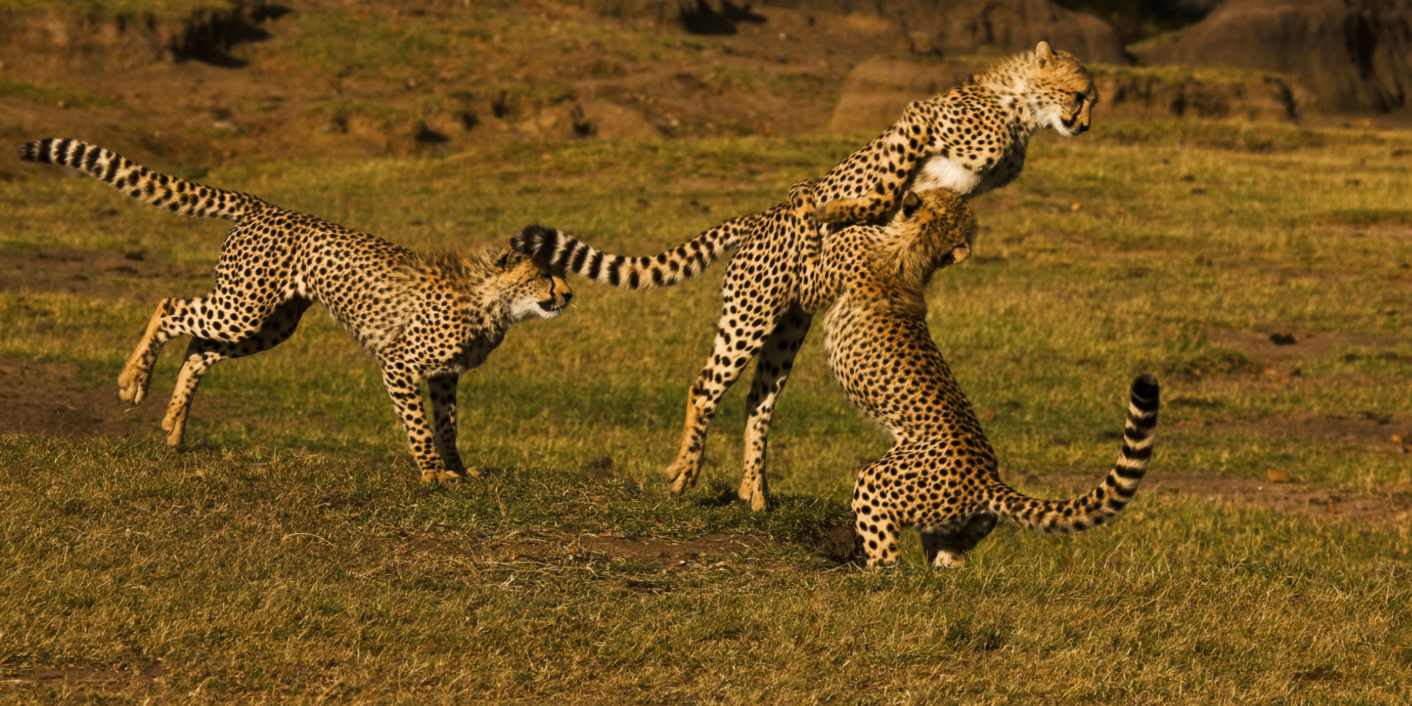 6-Days Maasai Mara, Lake Nakuru and Amboseli Safari