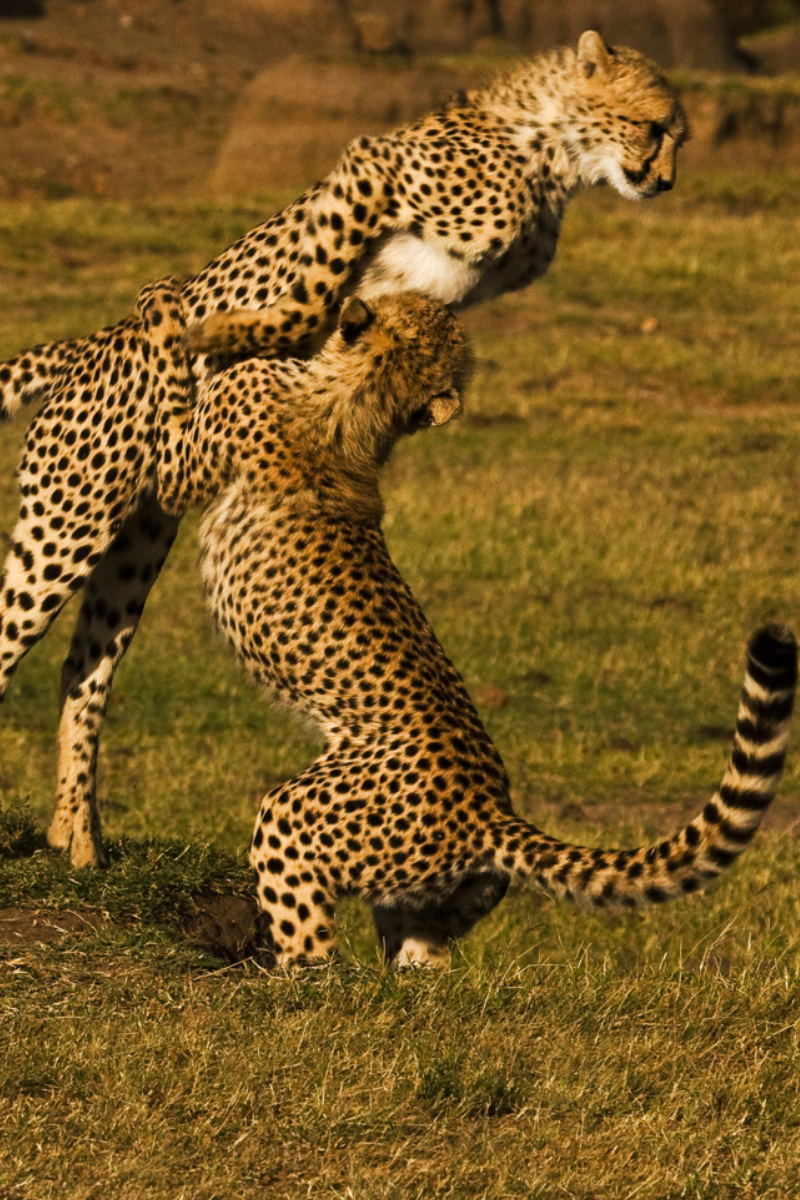 6-Days Maasai Mara, Lake Nakuru and Amboseli Safari