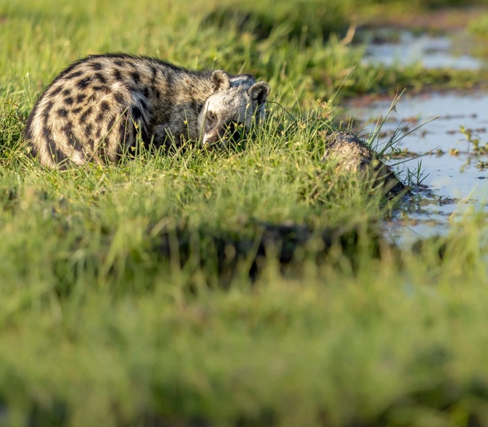 6 Days – Masai Mara, Lake Naivasha, Amboseli & Tsavo West To Kenya Beach Safari  Attractions