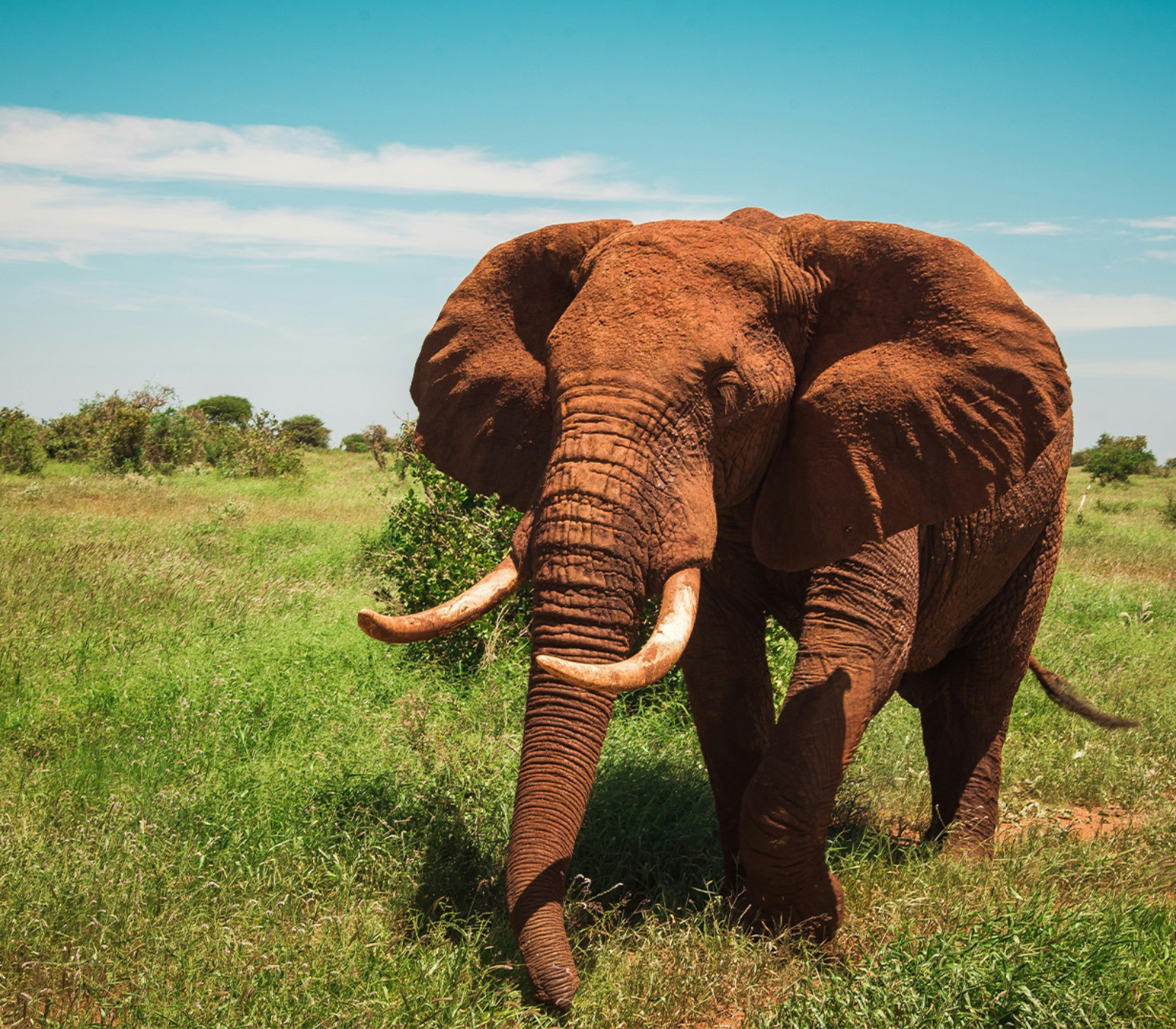 6 Days – Masai Mara, Lake Naivasha, Amboseli & Tsavo West To Kenya Beach Safari  Attractions