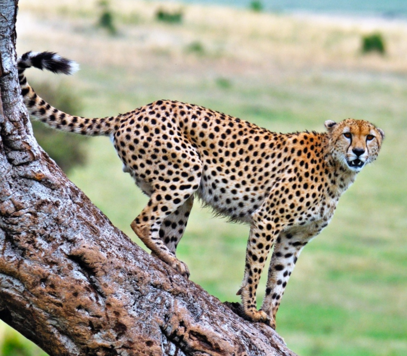 6 Days – Masai Mara, Lake Naivasha, Amboseli & Tsavo West To Kenya Beach Safari  Attractions