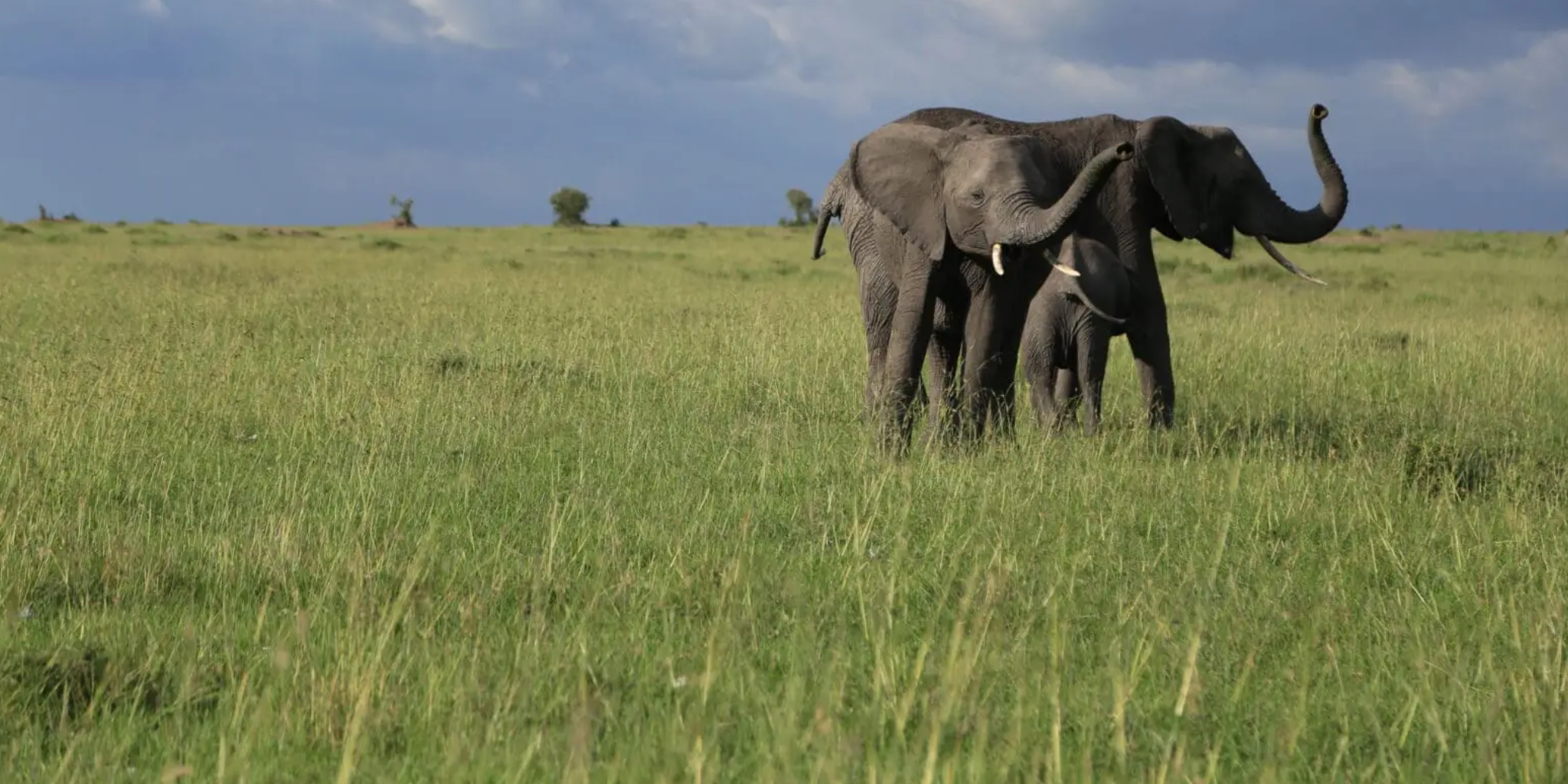 6 Days – Masai Mara, Lake Naivasha, Amboseli & Tsavo West To Kenya Beach Safari