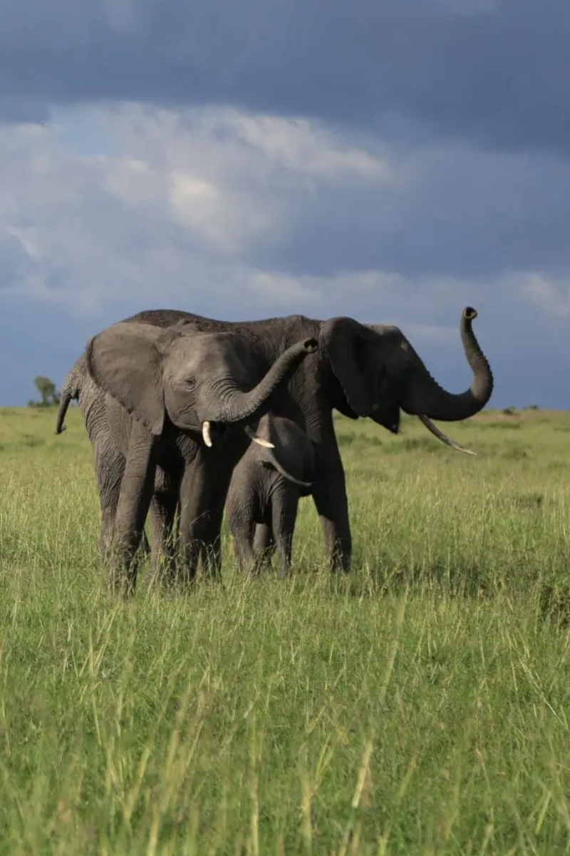 6 Days – Masai Mara, Lake Naivasha, Amboseli & Tsavo West To Kenya Beach Safari