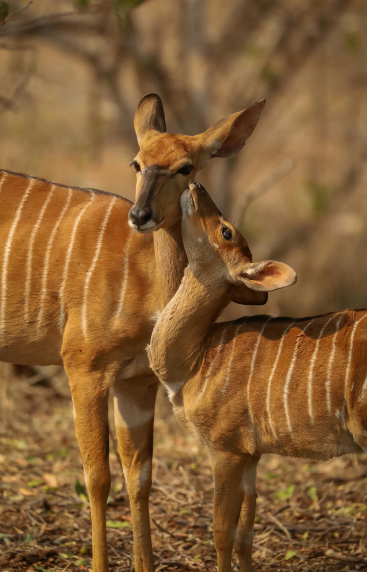 6 Days – Masai Mara, Lake Nakuru, Amboseli & Tsavo West To Kenya Beach Safari  Wildlife