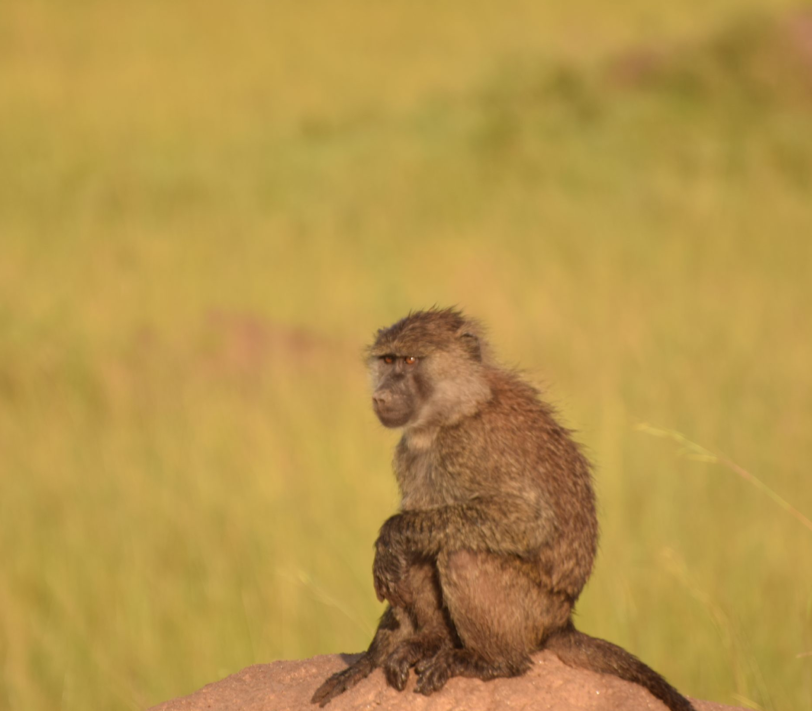 6 Days – Masai Mara, Lake Nakuru, Amboseli & Tsavo West To Kenya Beach Safari  Attractions