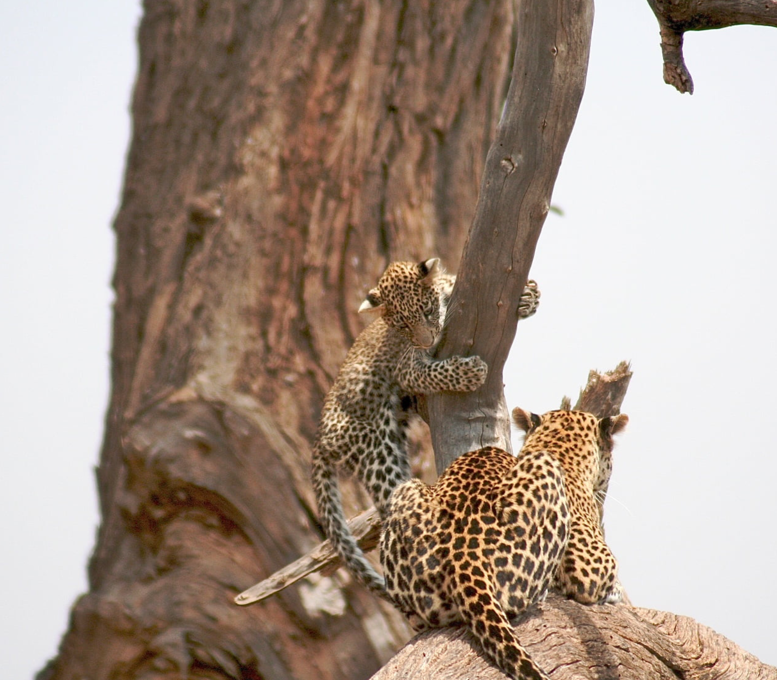 6 Days – Masai Mara, Lake Nakuru, Amboseli & Tsavo West To Kenya Beach Safari  Attractions