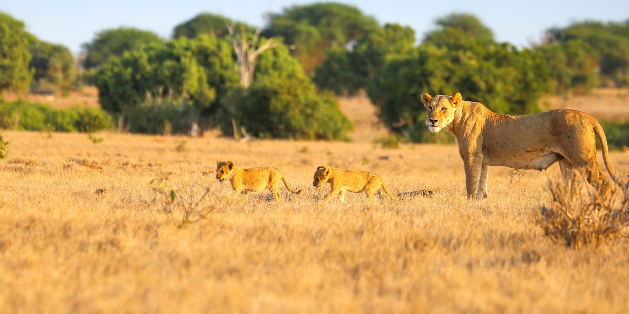 6 Days – Masai Mara, Lake Nakuru, Amboseli & Tsavo West To Kenya Beach Safari