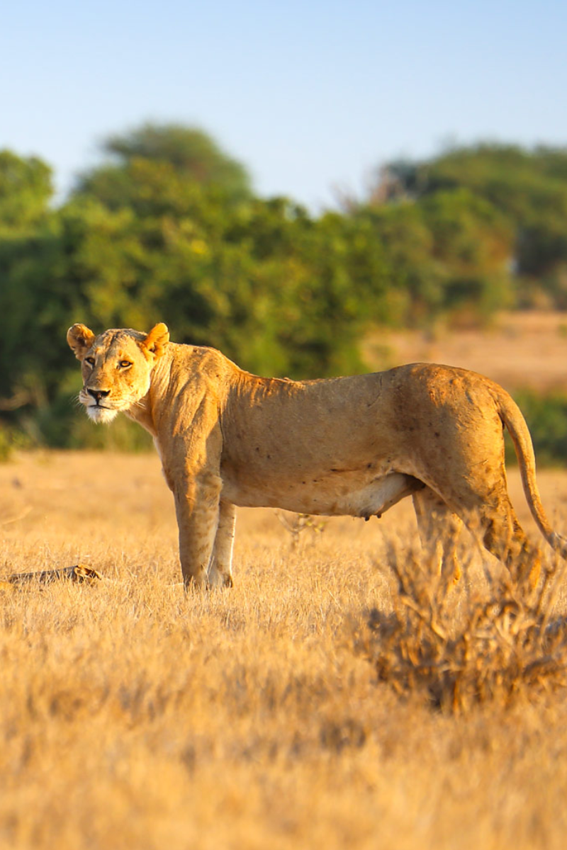 6 Days – Masai Mara, Lake Nakuru, Amboseli & Tsavo West To Kenya Beach Safari