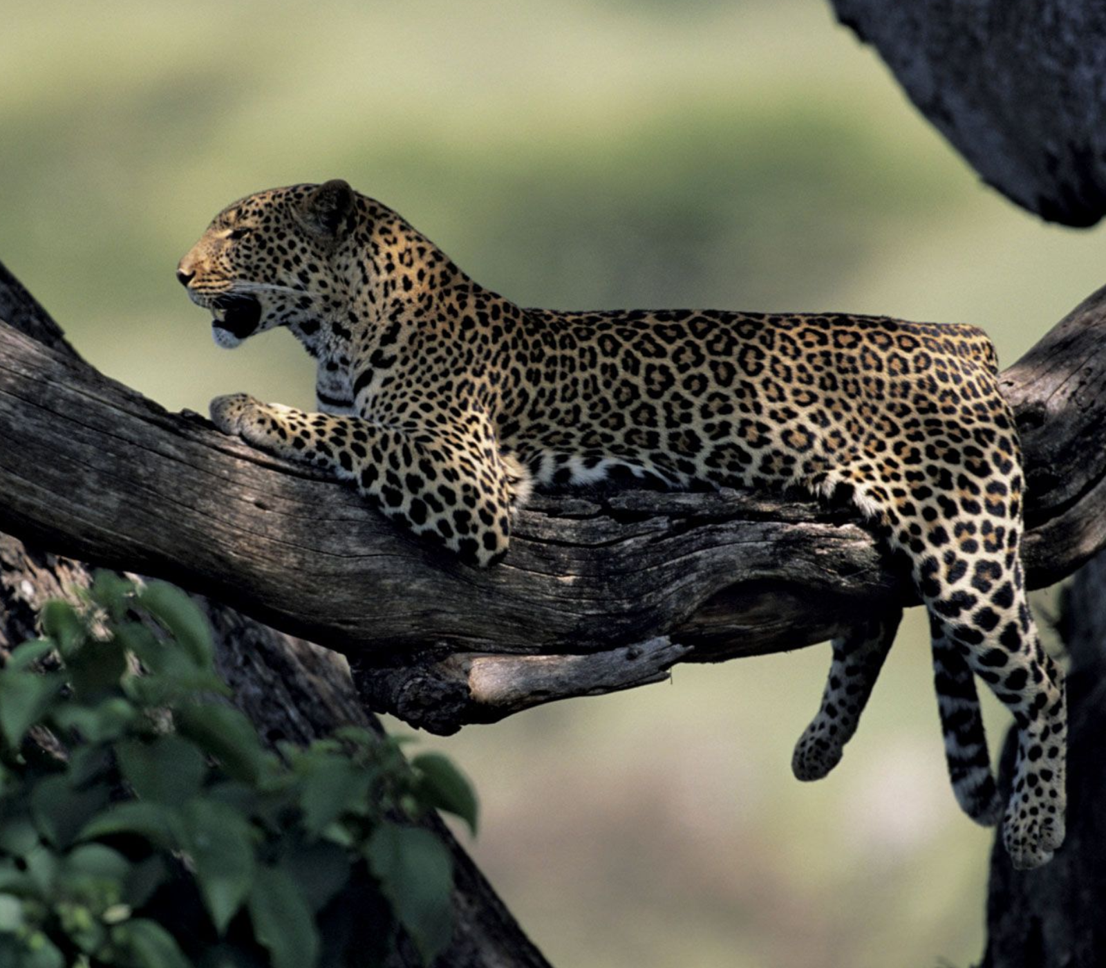6 Days Safari To Lakes Nakuru, Bogoria & Naivasha Plus Masai Mara Attractions