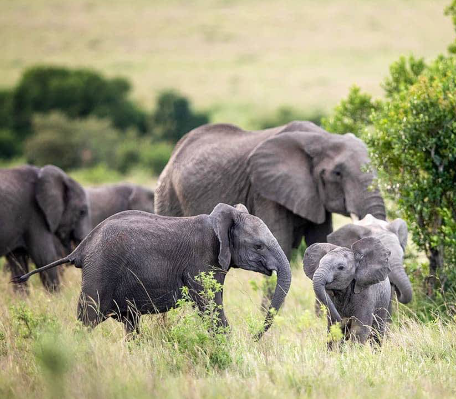 6 Days Safari To Lakes Nakuru, Bogoria & Naivasha Plus Masai Mara Attractions