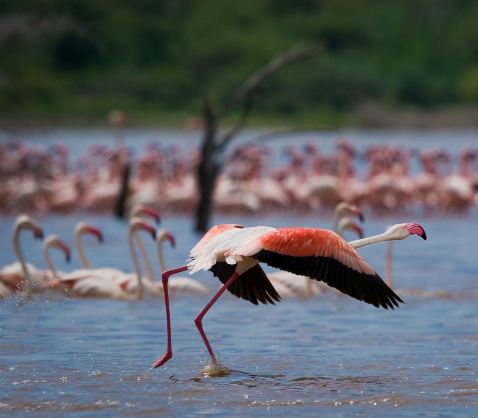 6 Days Safari To Lakes Nakuru, Bogoria & Naivasha Plus Masai Mara Attractions