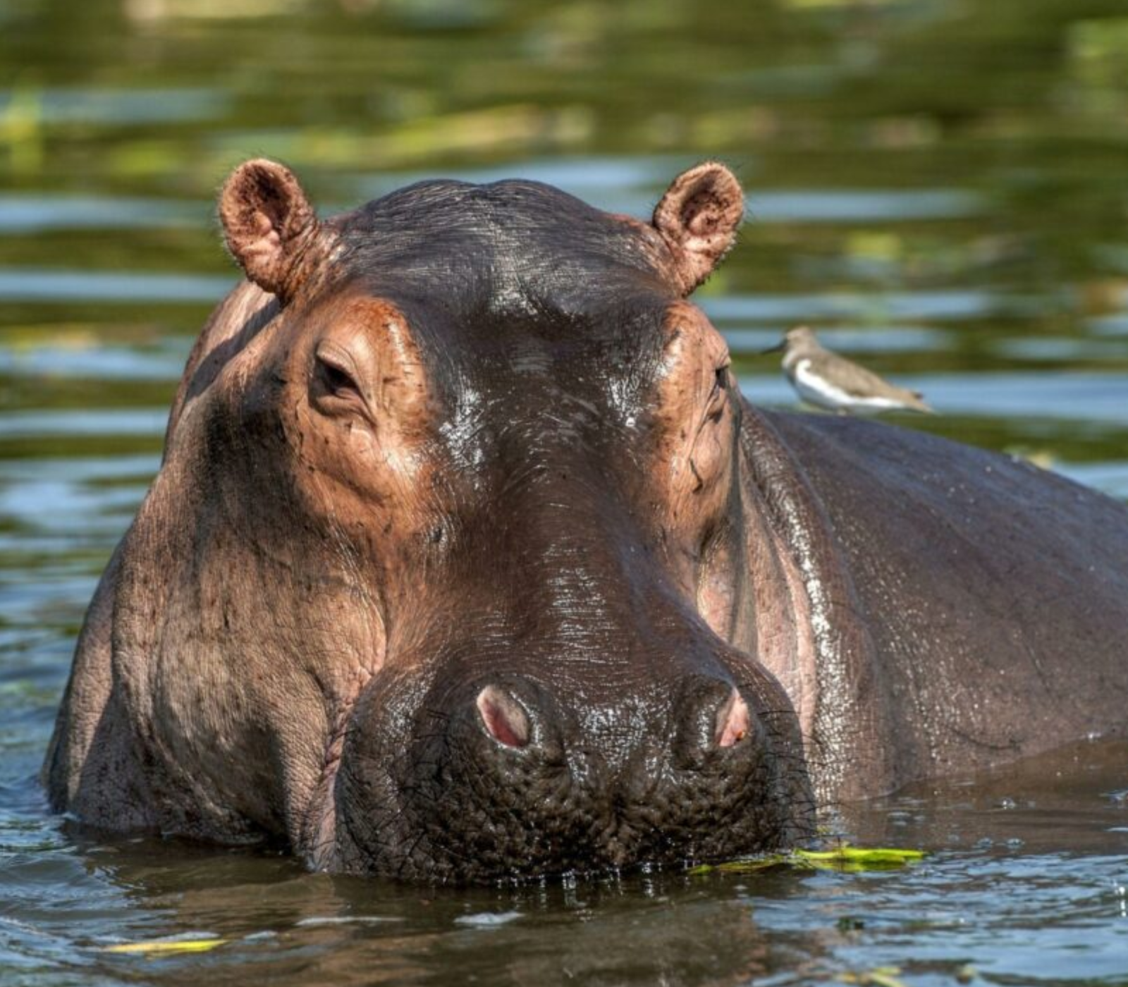 6 Days Safari To Lakes Nakuru, Bogoria & Naivasha Plus Masai Mara Attractions