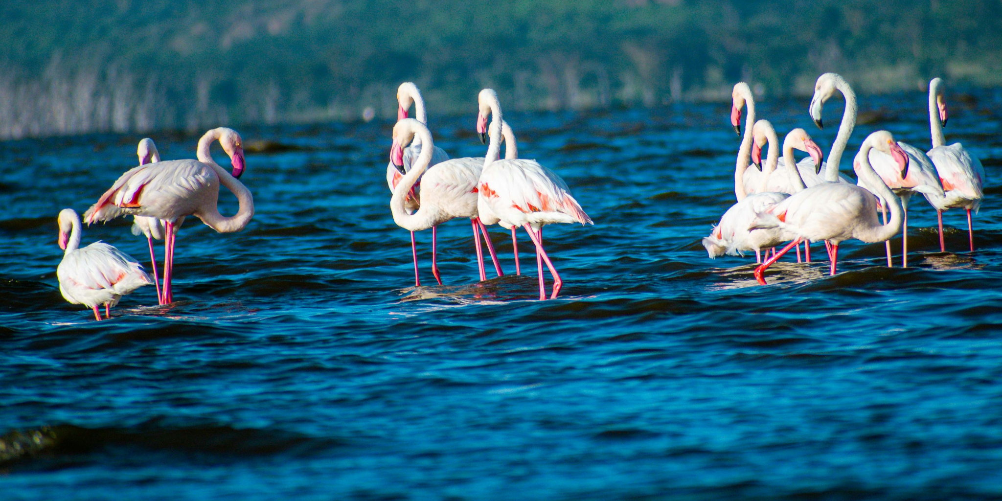 6 Days Safari To Lakes Nakuru, Bogoria & Naivasha Plus Masai Mara