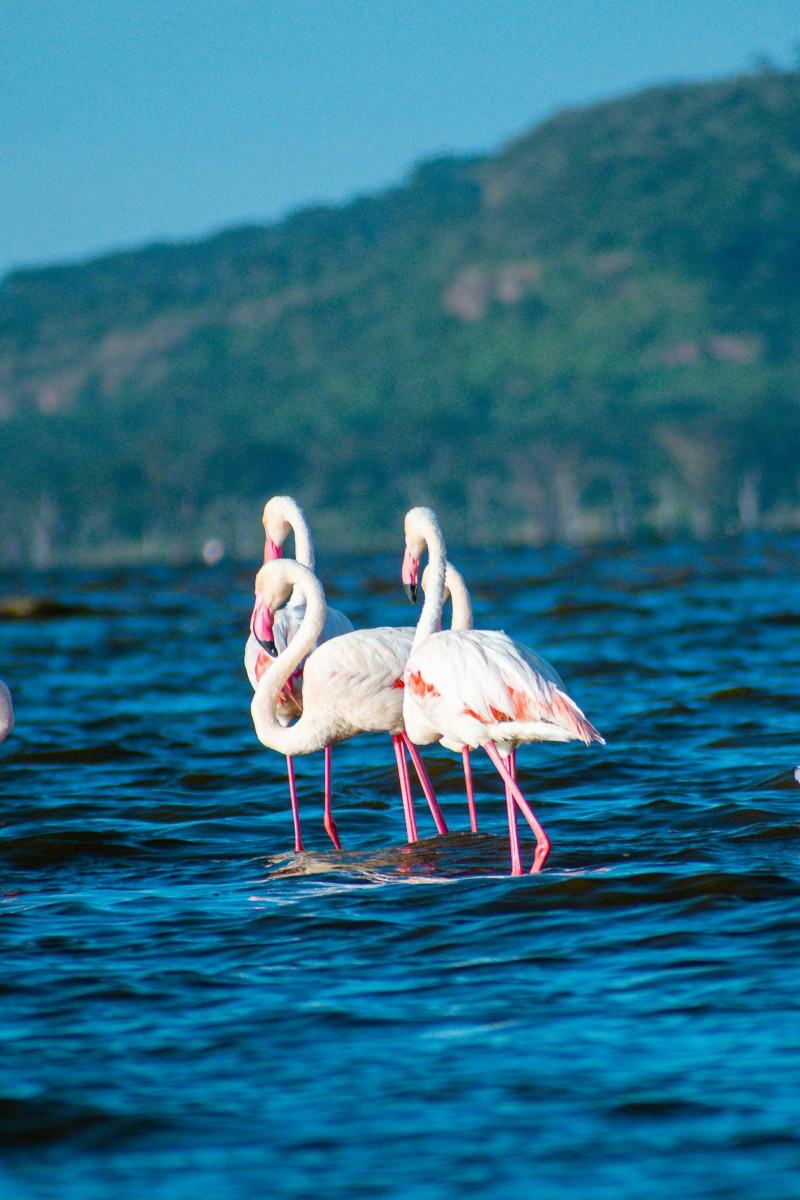 6 Days Safari To Lakes Nakuru, Bogoria & Naivasha Plus Masai Mara