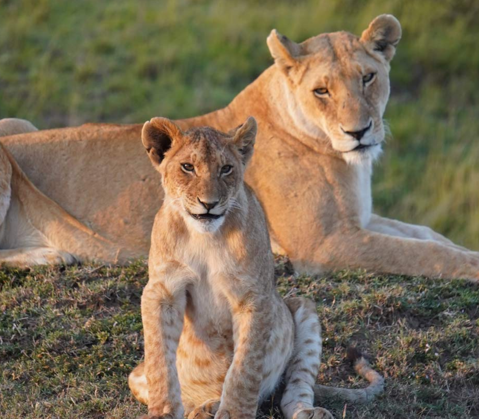 6 Days Safari Tour | 4 Iconic Parks & Flight To Diani Beach  Attractions