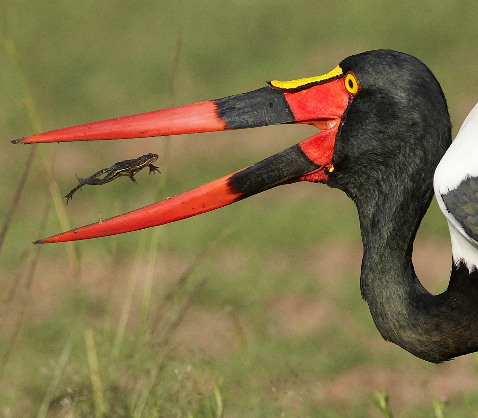 6 Days Safari Tour | 4 Iconic Parks & Flight To Diani Beach  Attractions