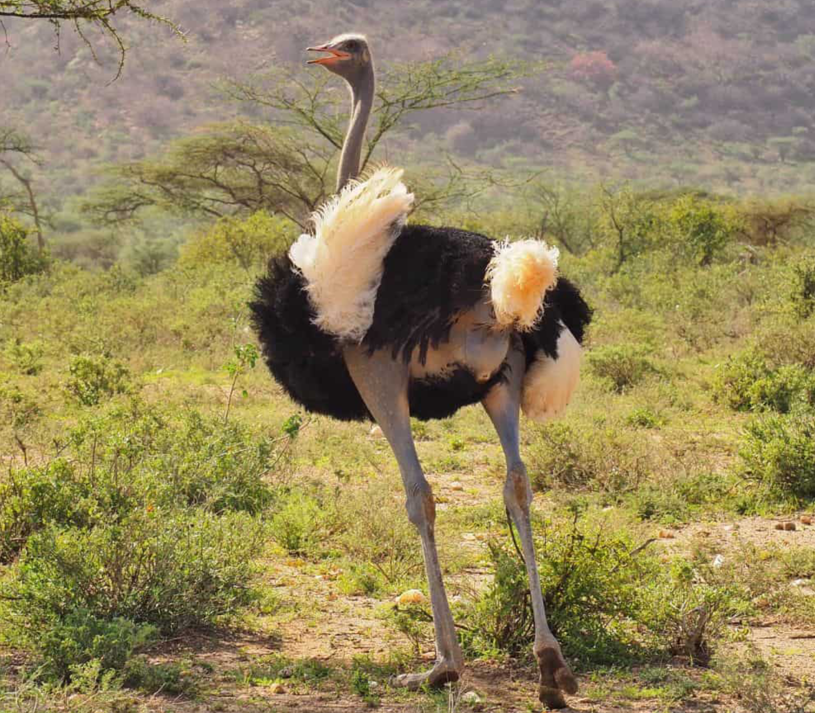 6 Days - Samburu, Lake Nakuru And Masai Mara Safari  Attractions