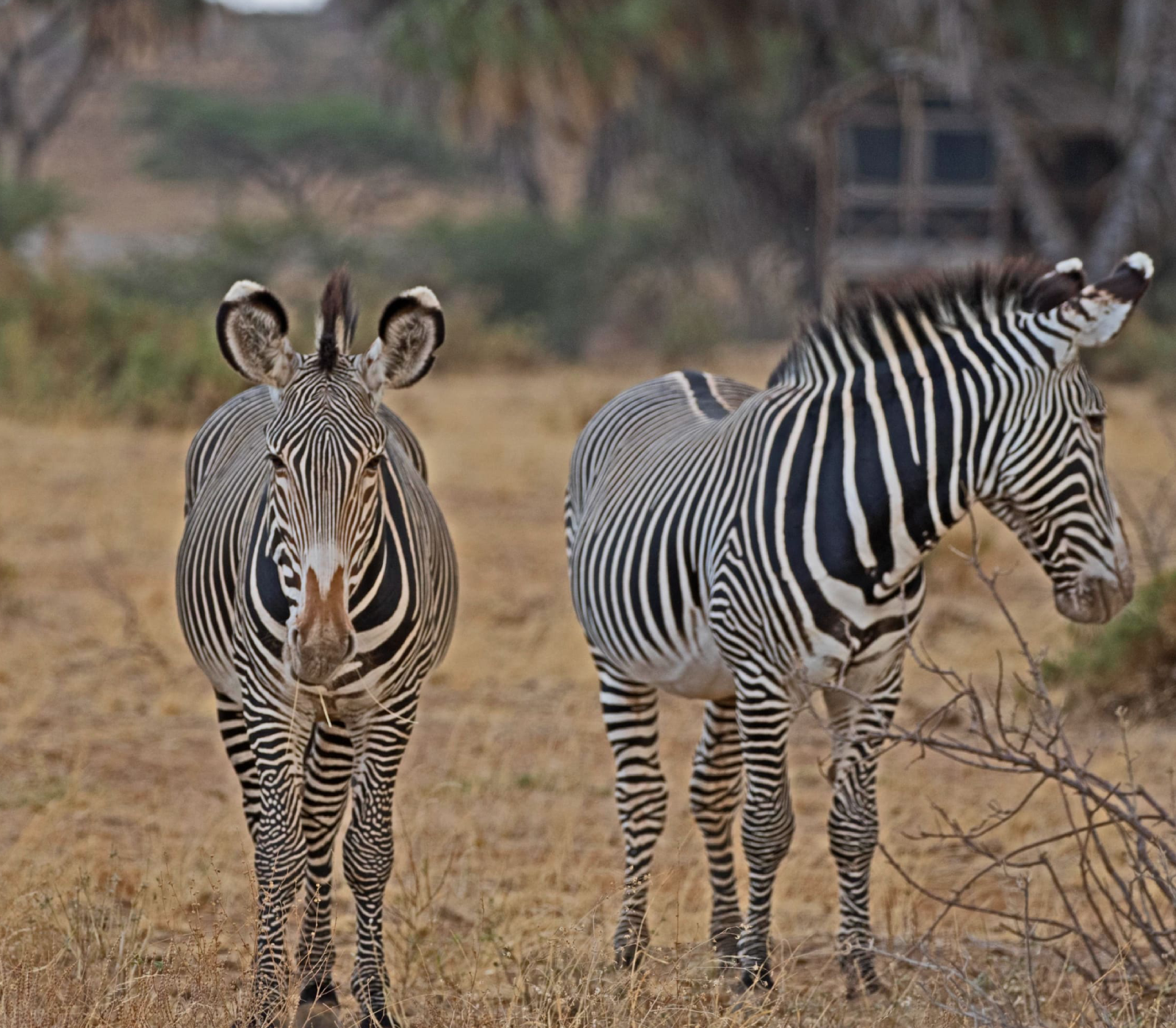 6 Days - Samburu, Lake Nakuru And Masai Mara Safari  Attractions