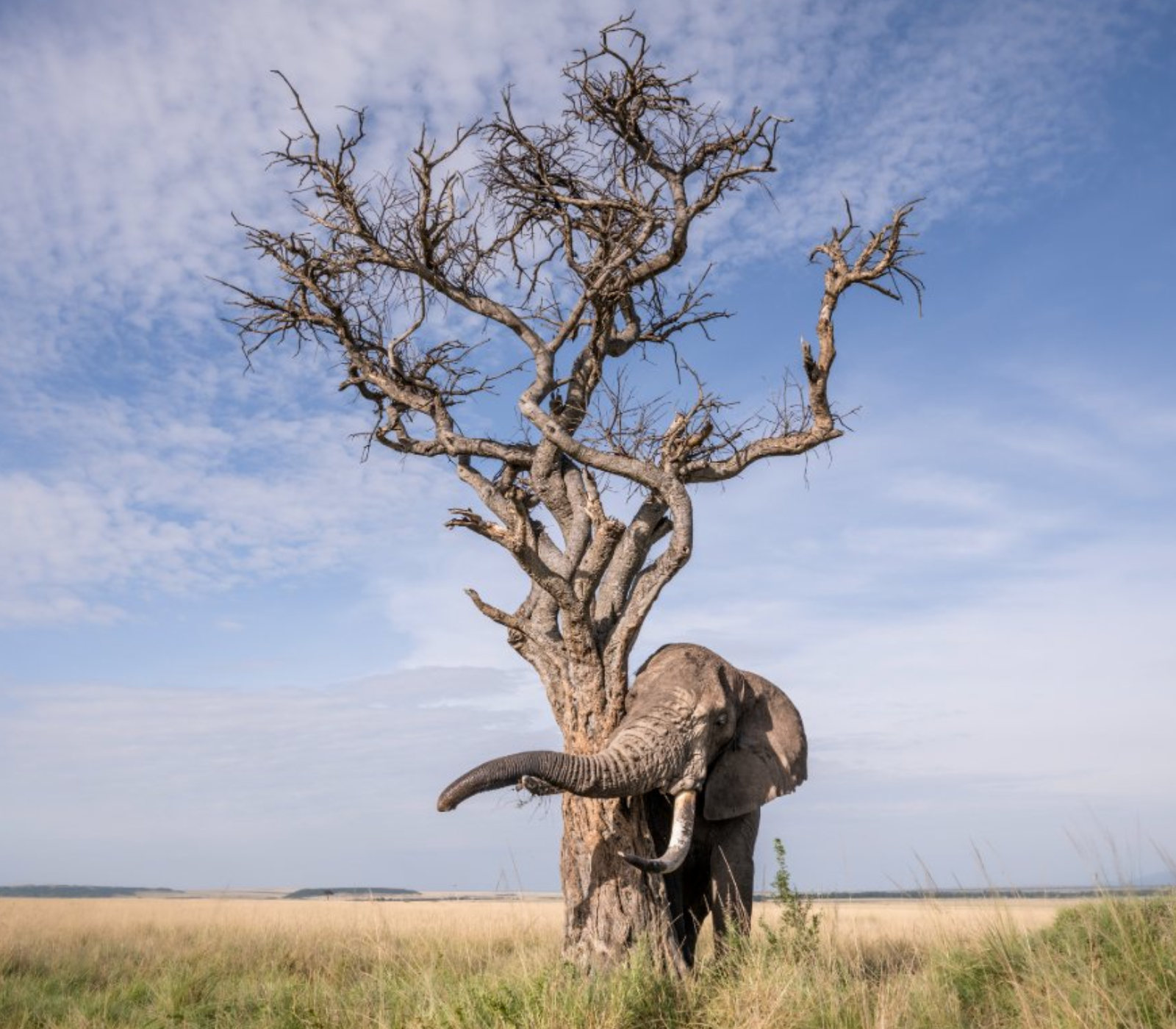 6 Days - Samburu, Lake Nakuru And Masai Mara Safari  Attractions