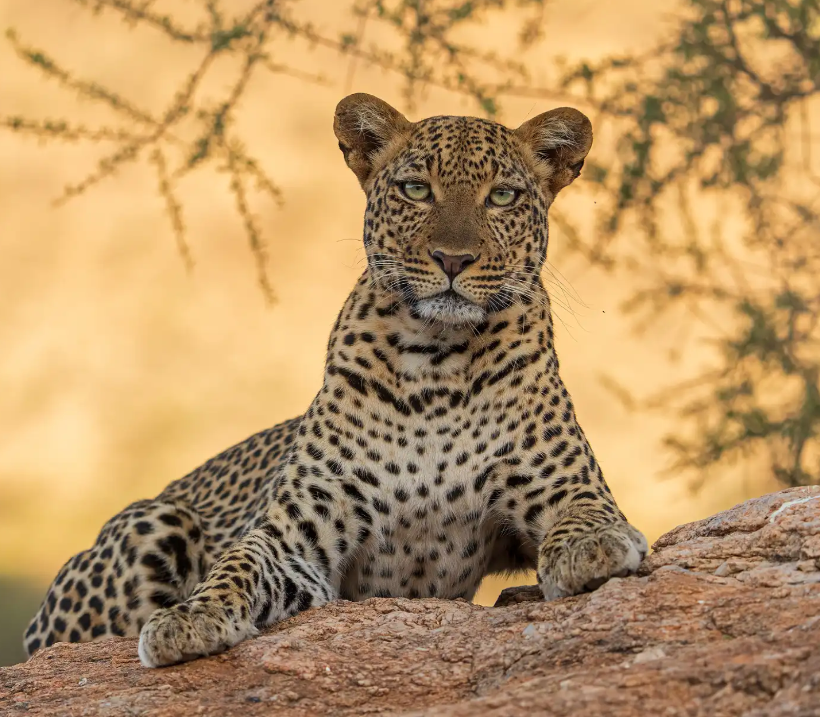 6 Days - Samburu, Lake Nakuru And Masai Mara Safari  Attractions